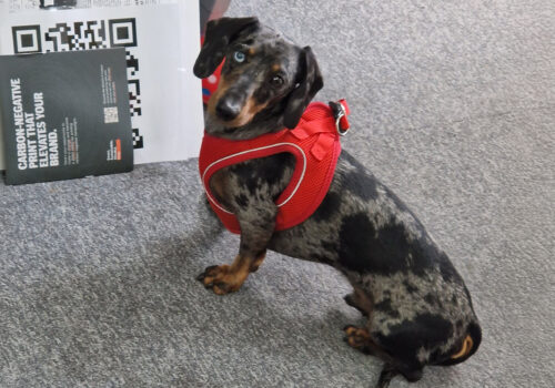 office dog